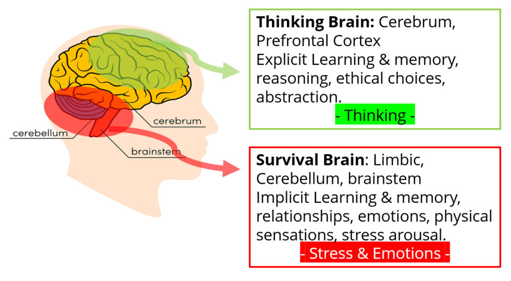 Thinking Brain versus Survival Brain