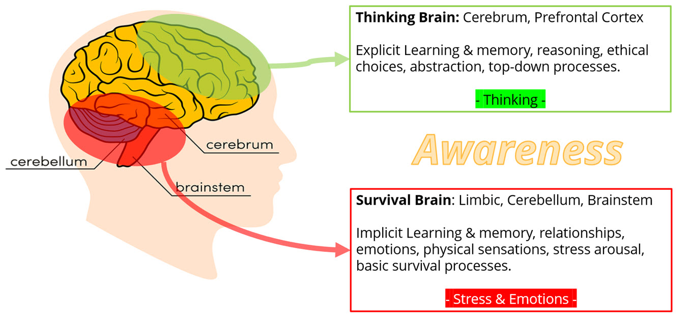 Thinking Brain and Survival Brain as allies.