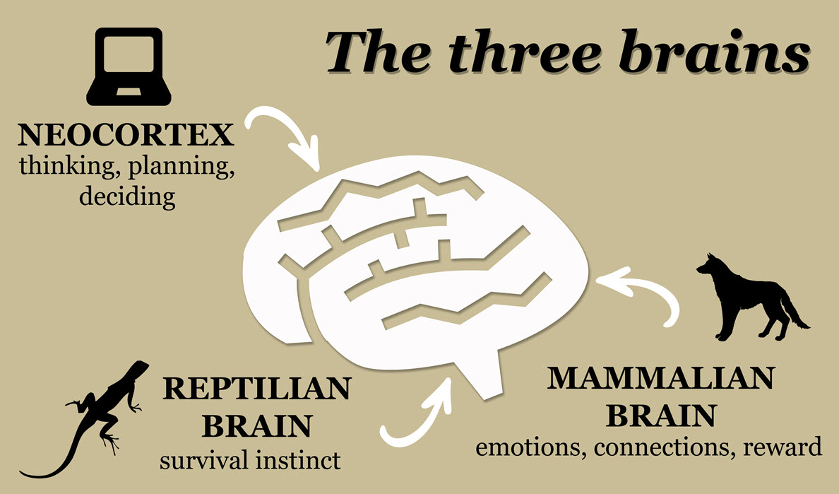 three brains